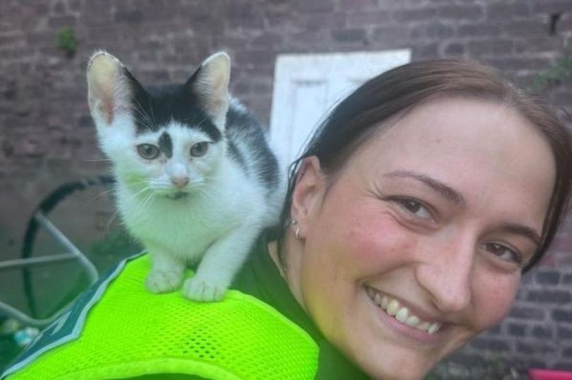 'Surprise' as 21 cats rescued from Birmingham house fire
