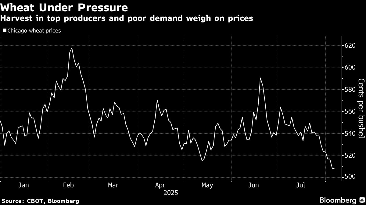 Chicago Wheat Hovers Near Five-Year Low as Harvesting Increases
