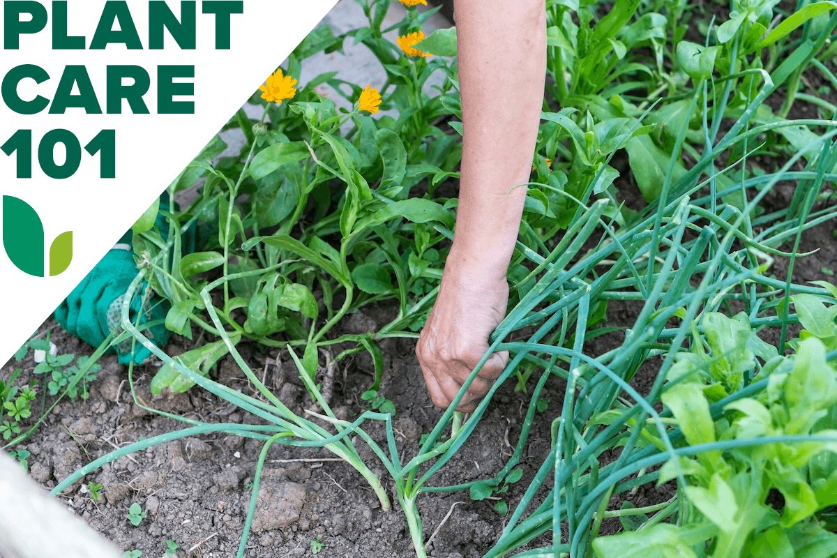 How to Grow Green Onions for an Endless Supply All Season Long