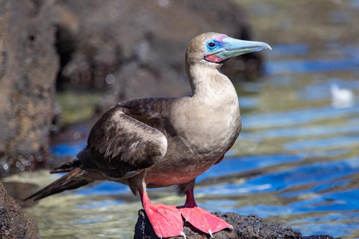 Species of tropical bird among rarest sightings across Dorset during the 2020s