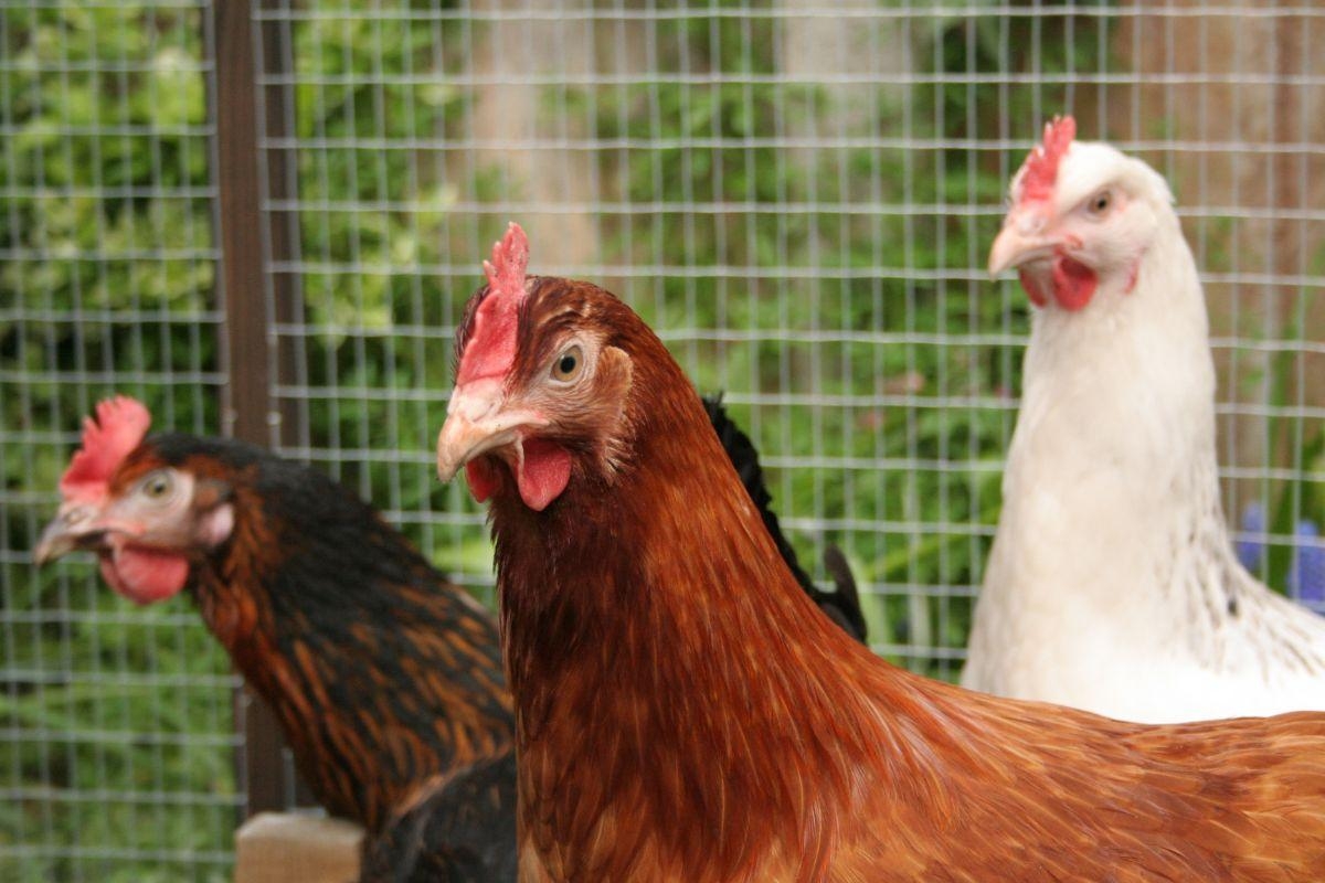 Can humans catch bird flu? See what the symptoms are and NHS advice