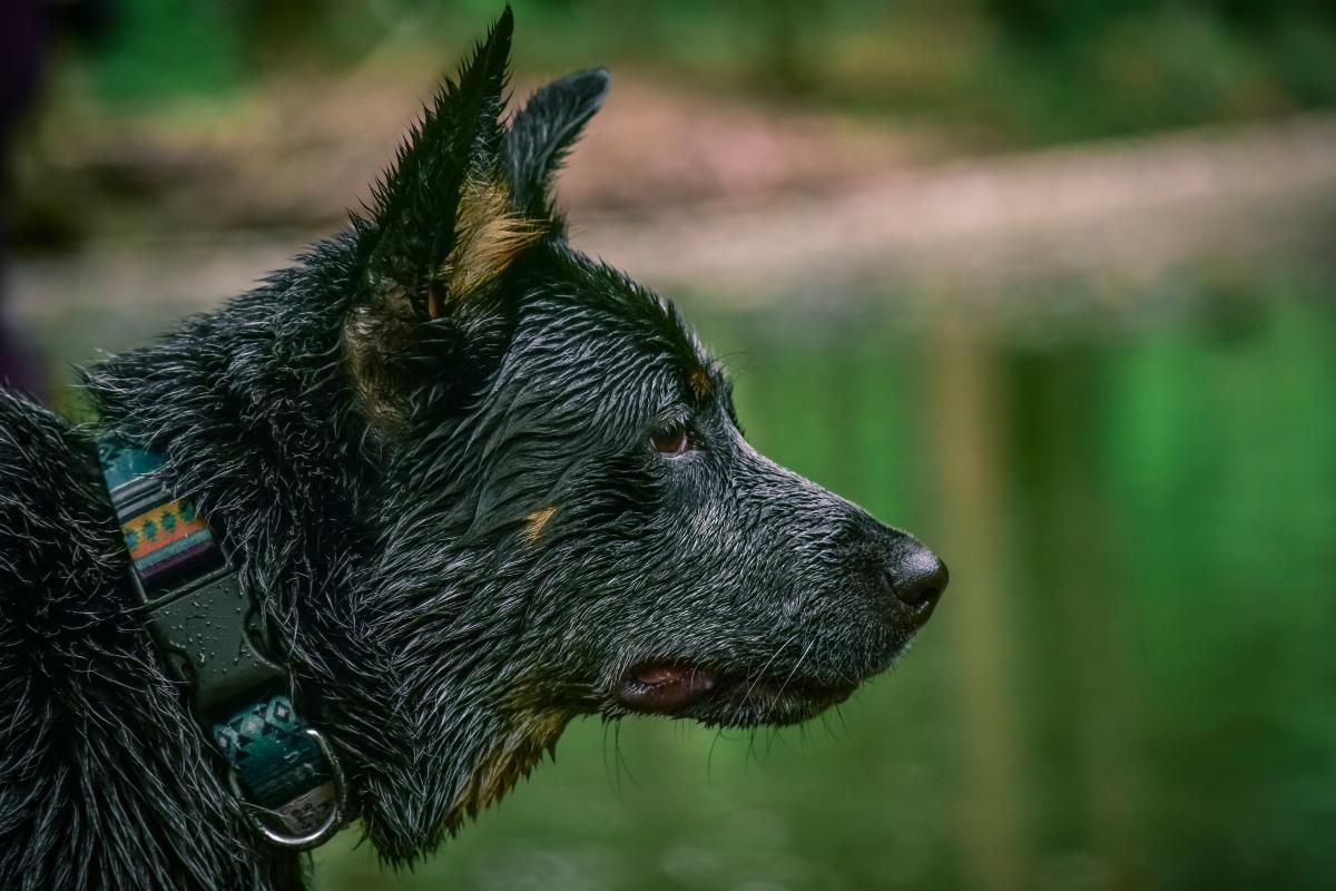 Vet issues warning over TikTok 'dog ice bucket challenge'