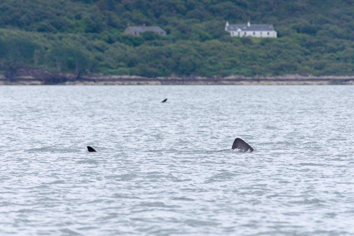 Shark season arrives as 40ft giants spotted lurking around our shores