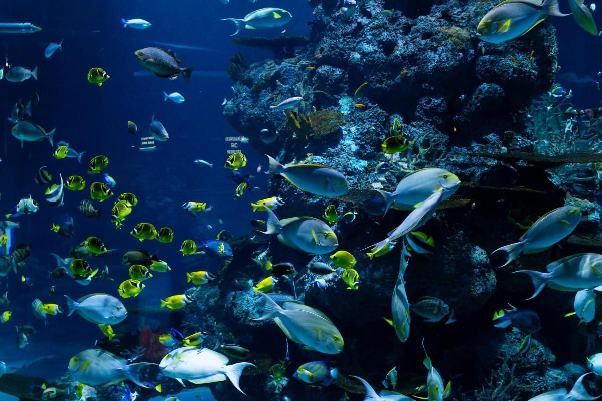 Greenpeace event to discuss the impact of fishing and fish farms