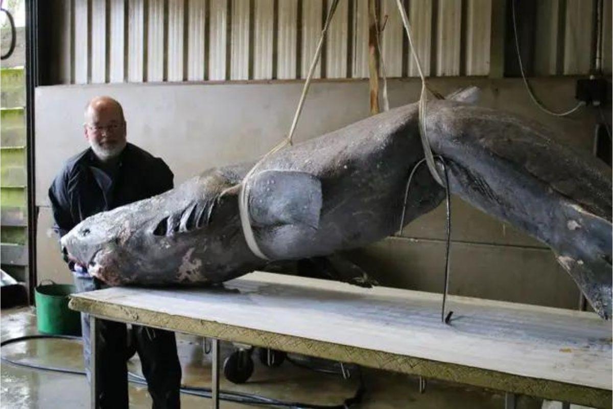 'Mysterious' 400-year-old sharks found lurking in the depths of British waters