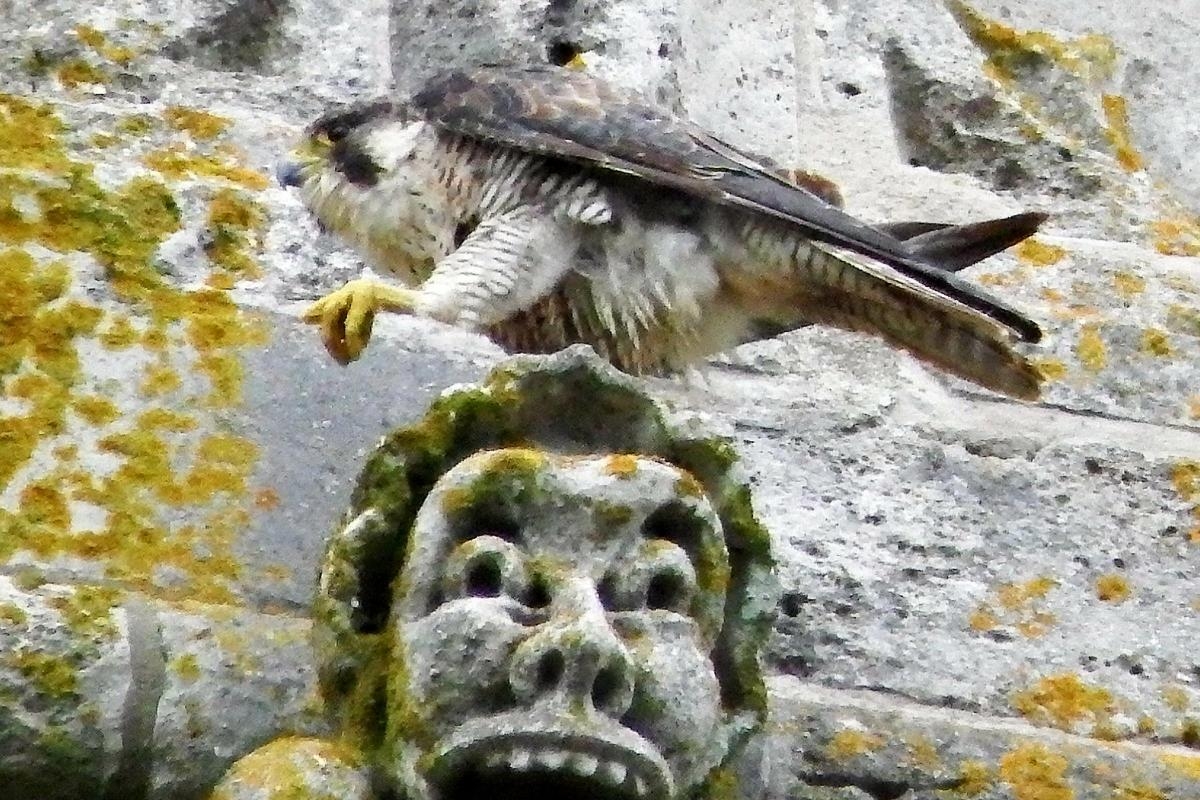 Peregrine found dead amid new case of bird flu