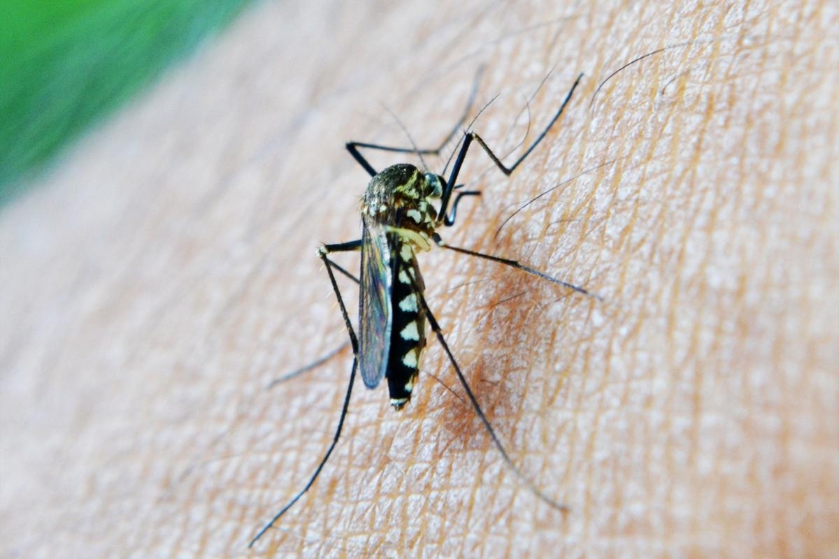 How to get rid of mosquitoes in the house as West Nile virus found