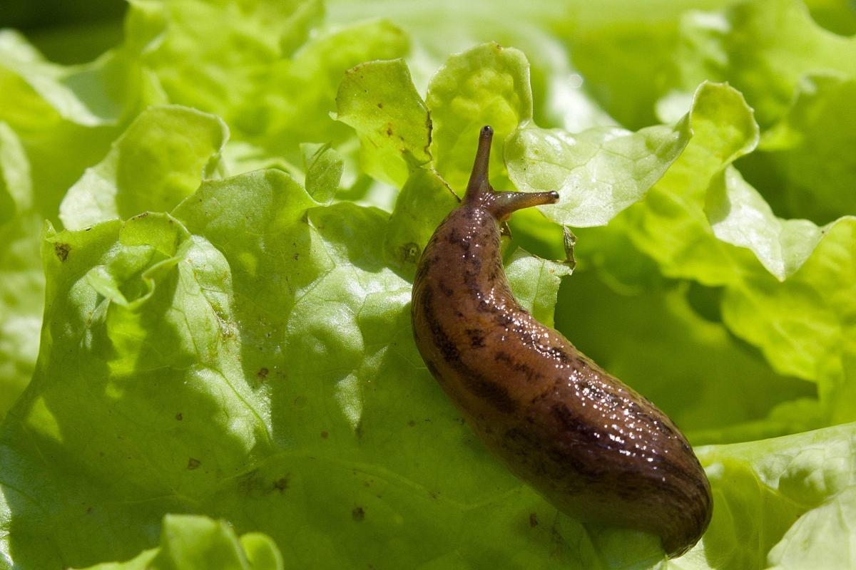 Who tackles slugs in Meghan Markle's vegetable plot?