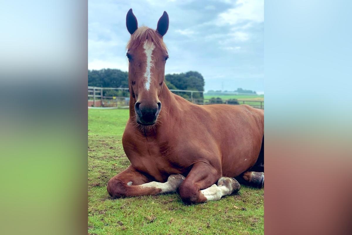 Operation Gallop: motorists who incorrectly pass horses to be targeted