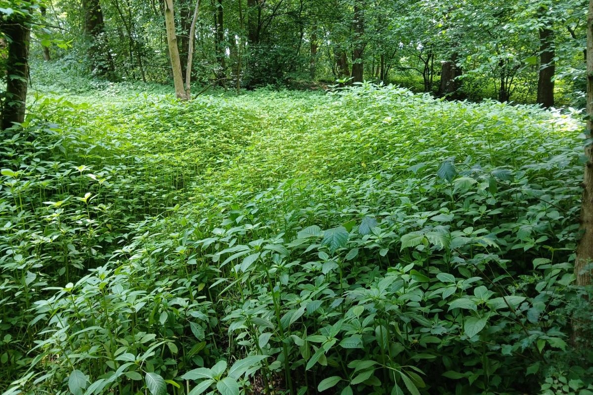 Volunteers remove thousands of Himalayan Balsam plants at Bowling Park