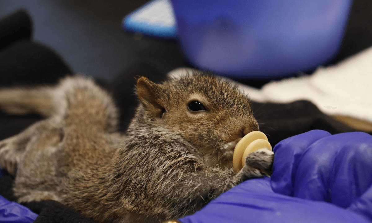 Rescue center receives record number of animals following Thursday storms