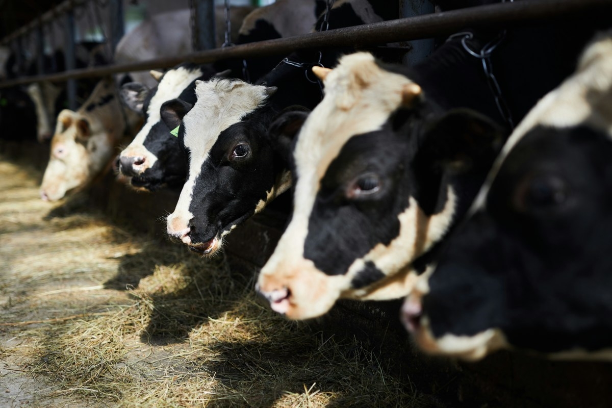 Bird flu confirmed in Stearns County dairy herd, state officials announce