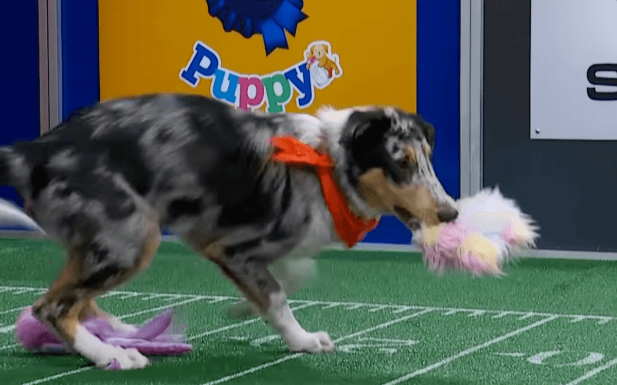 Minnesota dog named 'Most Valuable Puppy' in 2025 Puppy Bowl