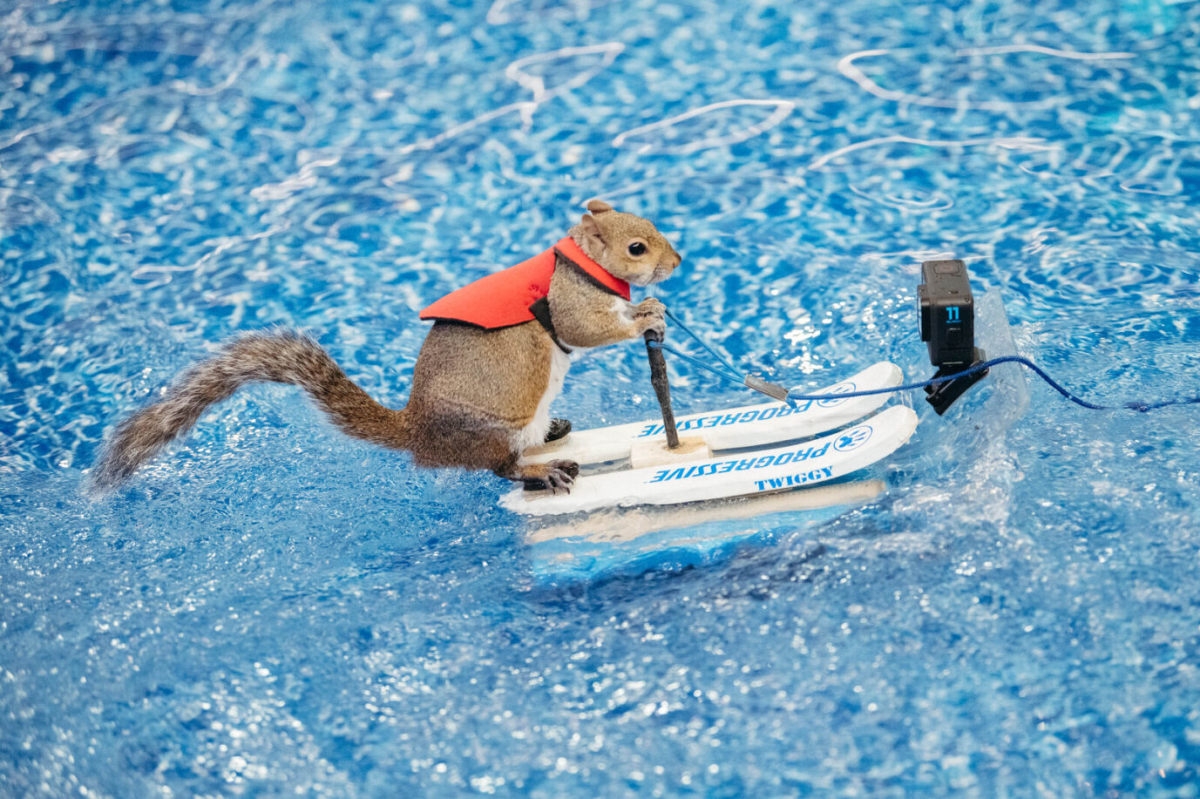 Twiggy the Waterskiing Squirrel returns to Mall of America this weekend