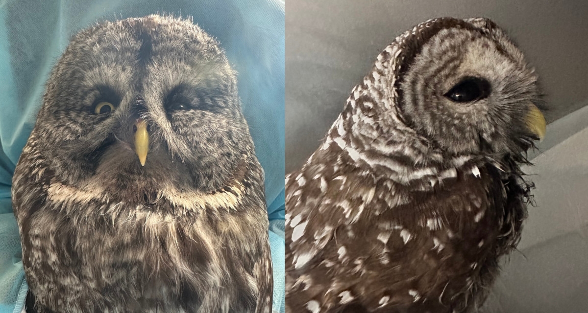 Why Minnesota is seeing its largest winter owl irruption in 20 years