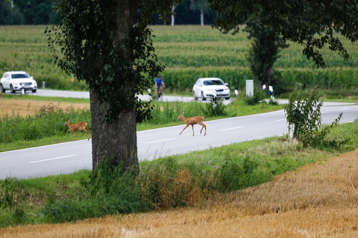 Wildlife crossing highway sparks three-vehicle crash that kills SUV driver