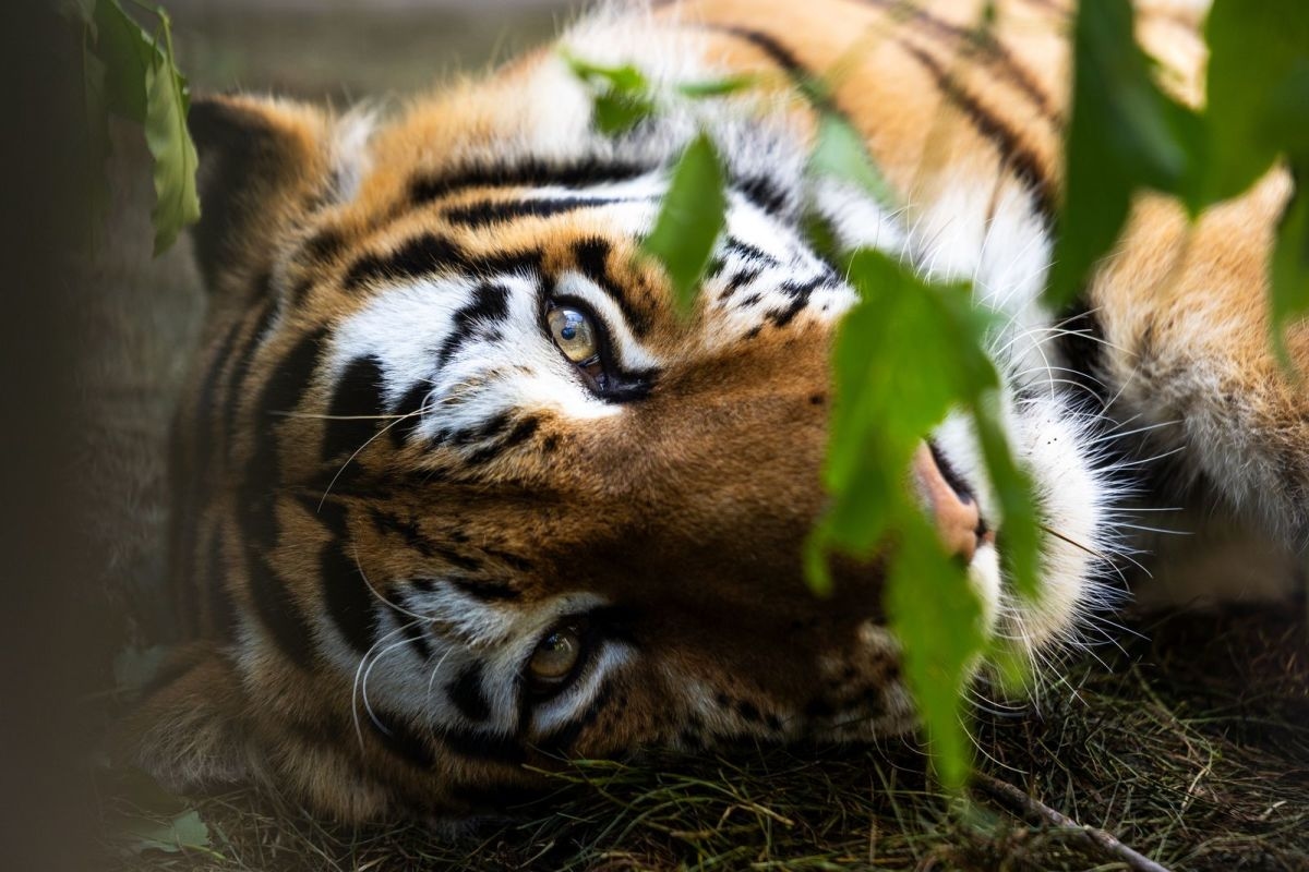 Minnesota Zoo euthanizes Amur tiger after cancer diagnosis