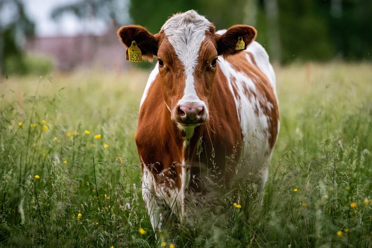 Semi driver strikes, kills 10 cows in southern Minnesota