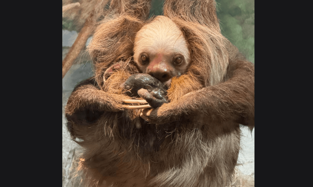 Sloth at Como Zoo gives birth in front of visitors
