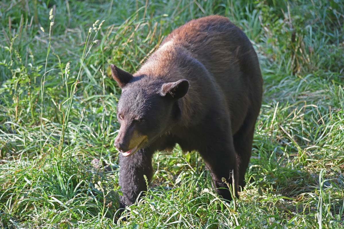 Woman's condition unknown after bear attack in western Wisconsin