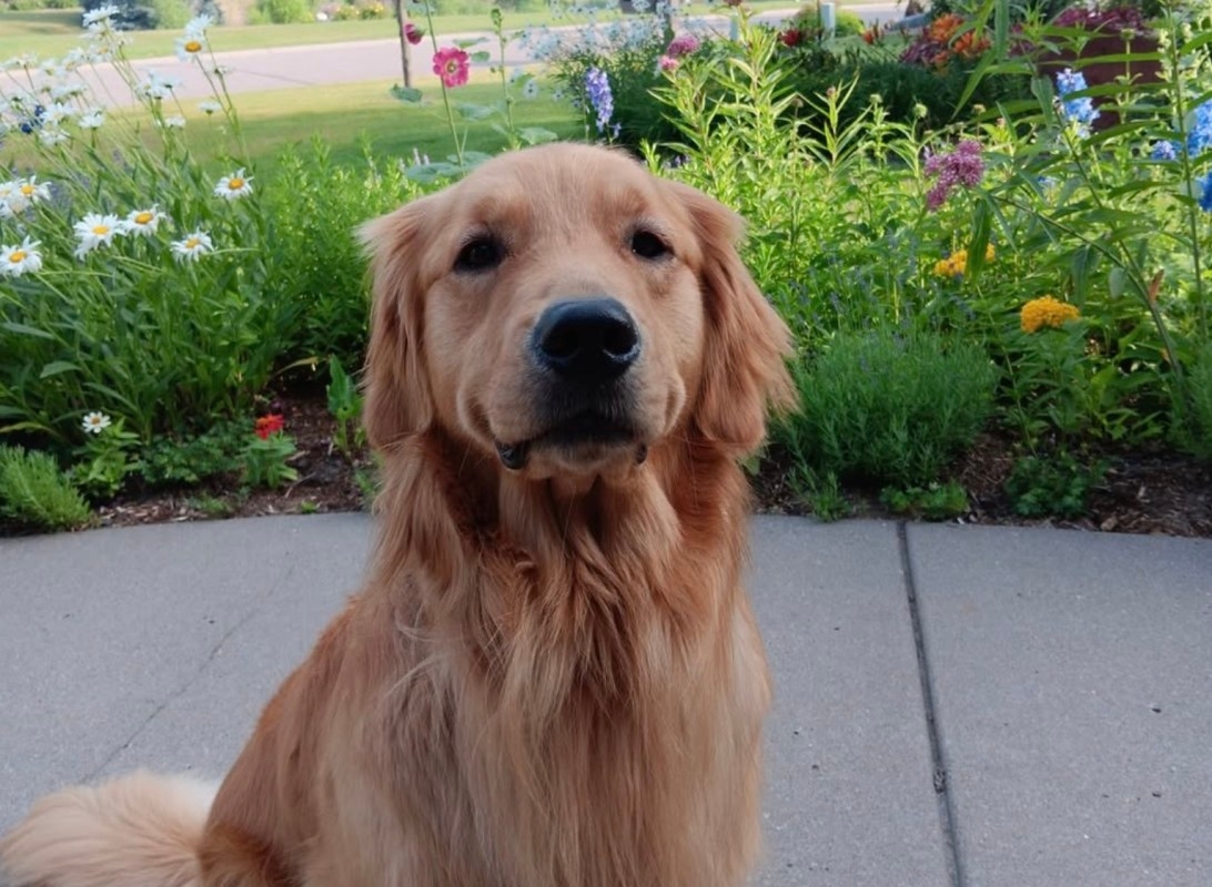 The Hortmans' beloved dog Gilbert also killed in Saturday shooting