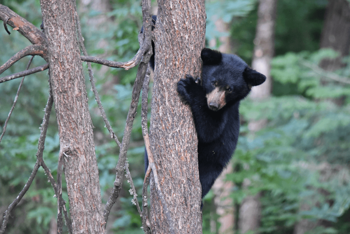 'Fresh batch' of bear cubs residing in Maple Grove park reserve, officials say
