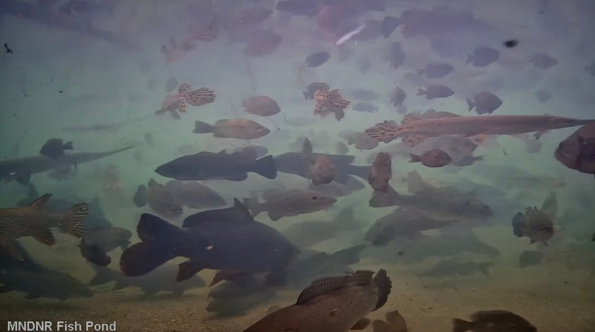 State issues new warning about eating fish from some Minnesota lakes, rivers
