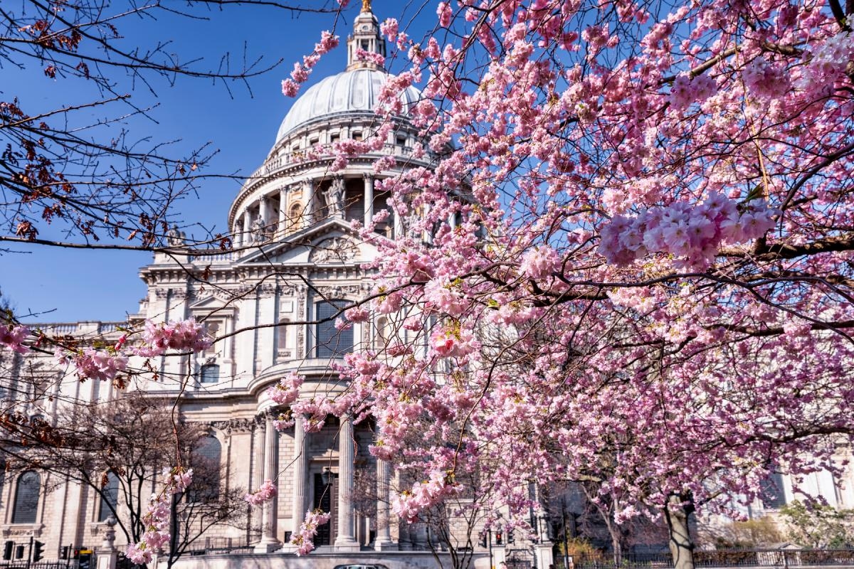 The best places you can see Cherry Blossom trees in London listed