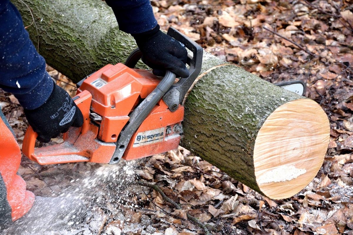 The new planning applications in Greenwich from tree works to home extensions