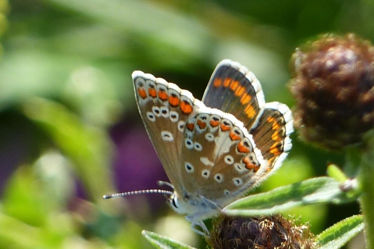 Wild Things: Hooray for the butterflies