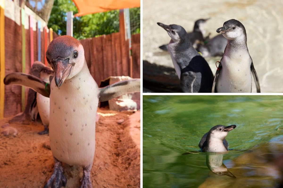 Adorable penguin chicks take first dip in London Zoo's main pool during heatwave