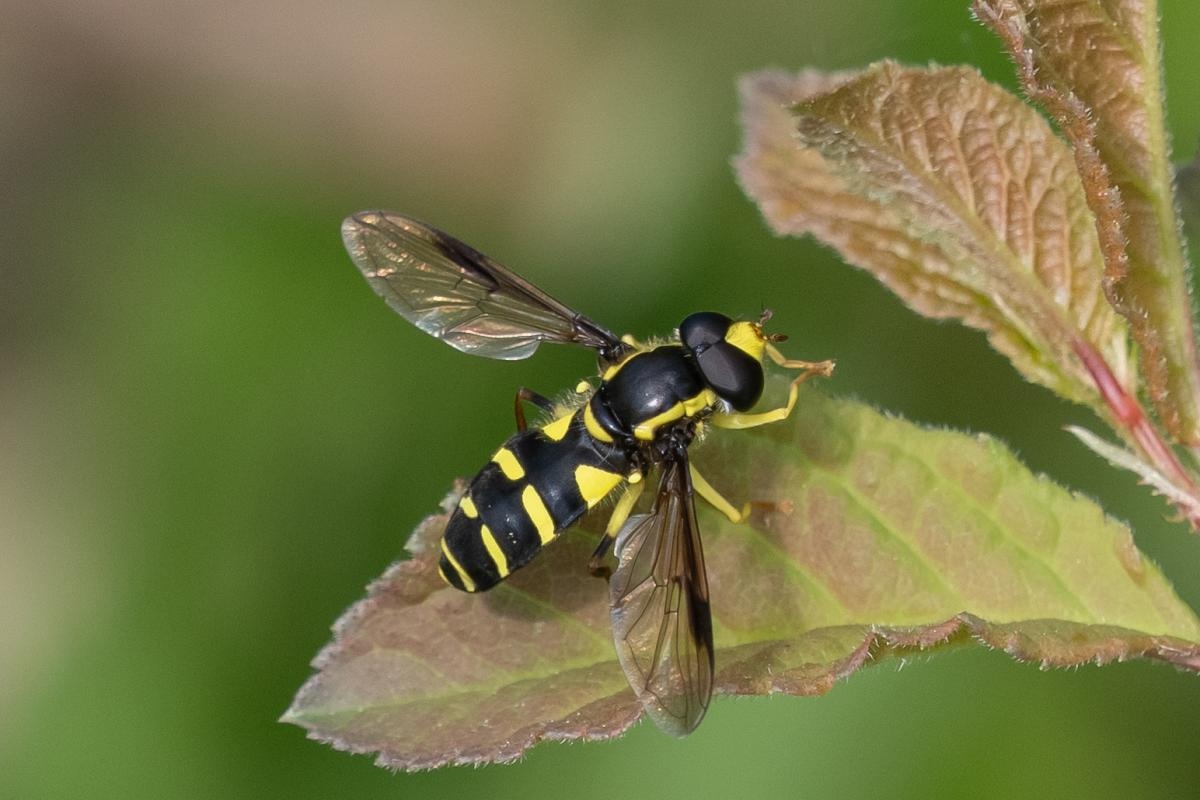 Wild Things: Birds enjoy an insect boom