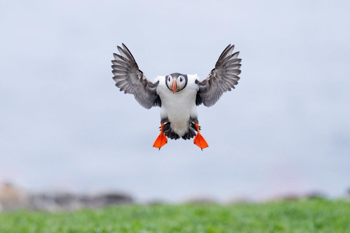 Good news for puffins