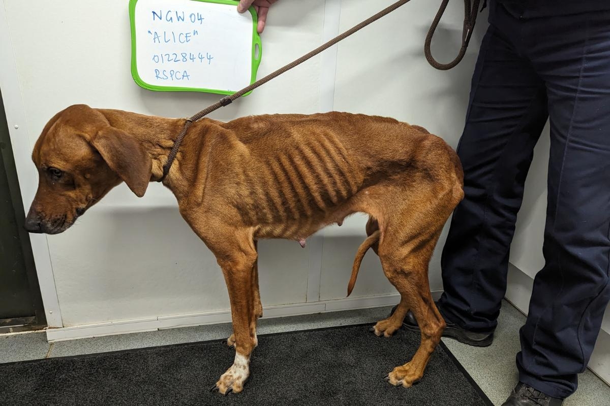 Shocking photos show starving dogs found in Bexleyheath home with dead puppies