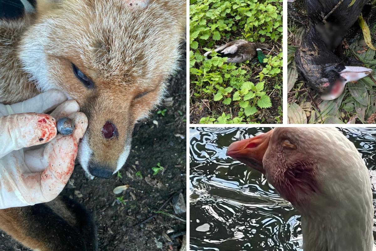 Protest over animals maimed and killed by catapults in Orpington park