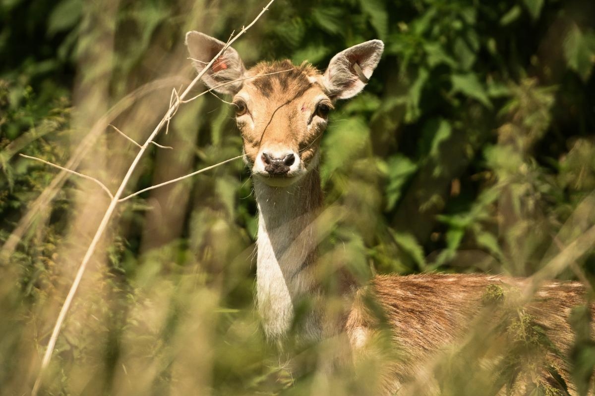 A first look at Greenwich Park's new resident deer