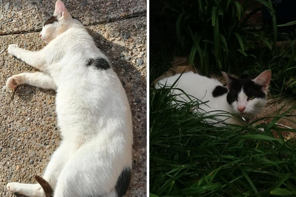 Cat found decapitated in Welling alley with injuries suspected to be human inflicted