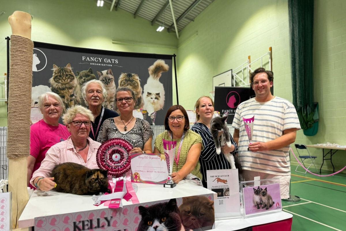 Fancy Cats show set to bring Ocicats, Ragdolls and more to Greenwich