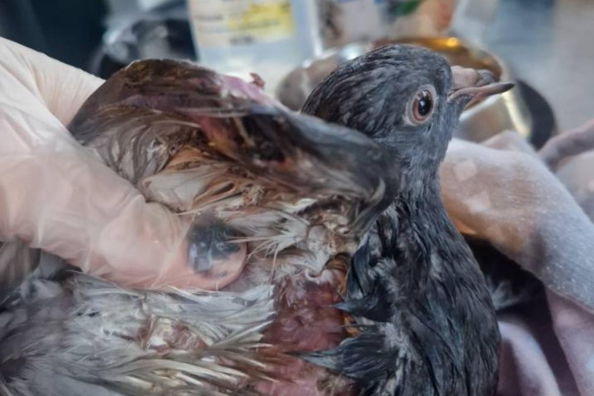 Two pigeons shot on same Charlton street in suspected catapult attack