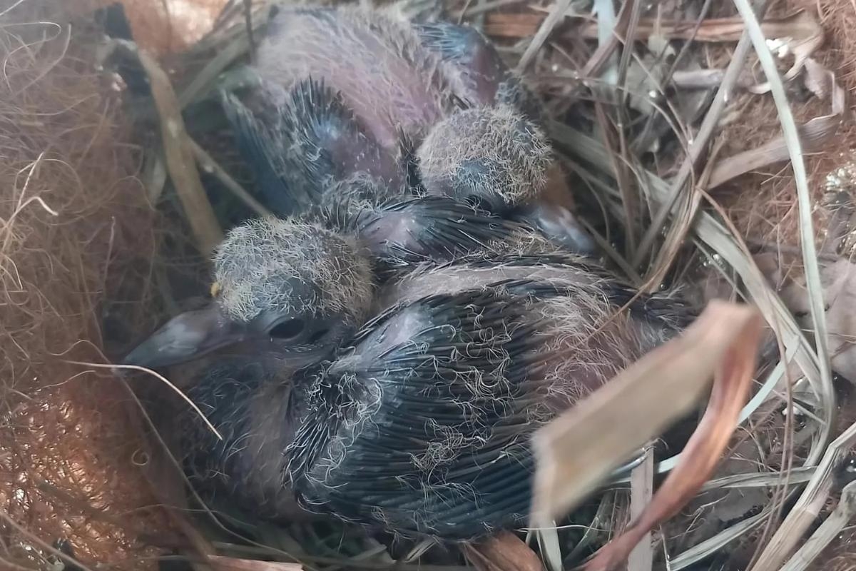 Bird species near extinction gets population boost as chicks born in UK
