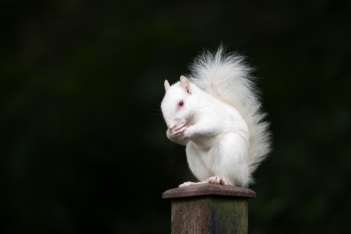 Rare one-in-100,000 albino squirrel spotted in Petts Wood garden