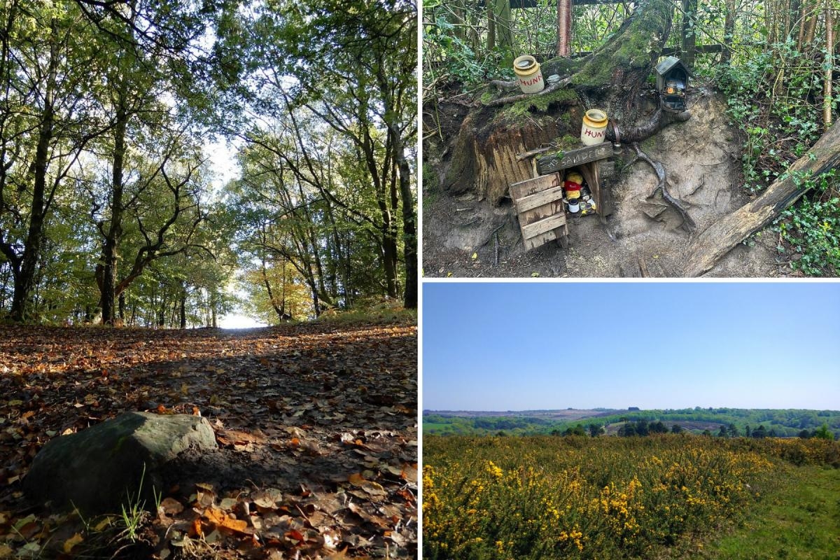 The beautiful forest that inspired Winnie the Pooh just 2 hours from London