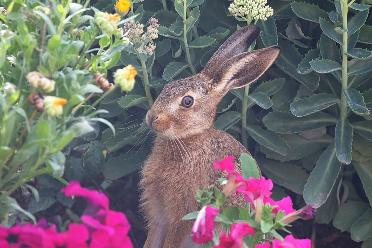 Wandering wild: Bucks Camera Club captures pics of wild animals