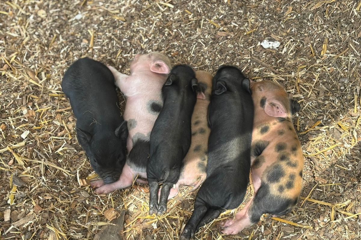 Naming competition launched as six piglets born at Bucks farm