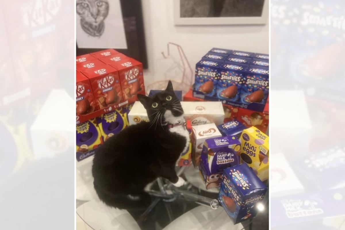 Hospital cat Easter egg challenge to help make staff and patients smile