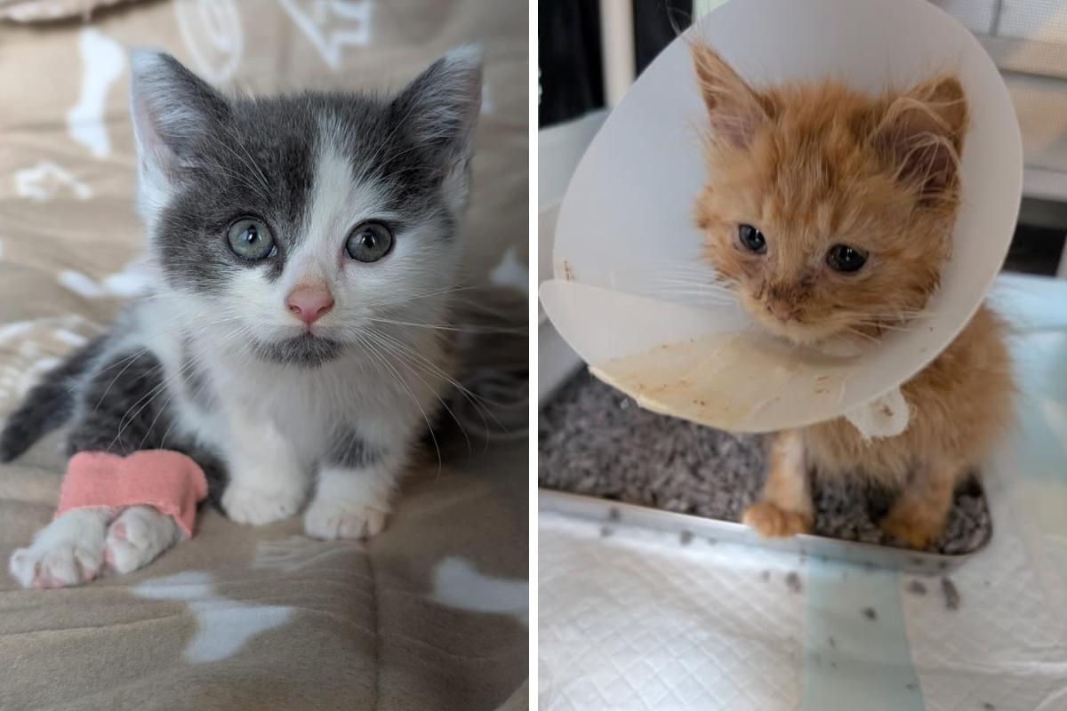 ‘We never imagined it could get this bad:' Cat charity faces £23k bill