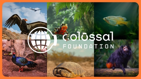 Colossal Foundation Announces the Colossal Species Reintroduction Fund; First-Ever Dedicated Accelerator for Rewilding Animals to Native Habitats Globally