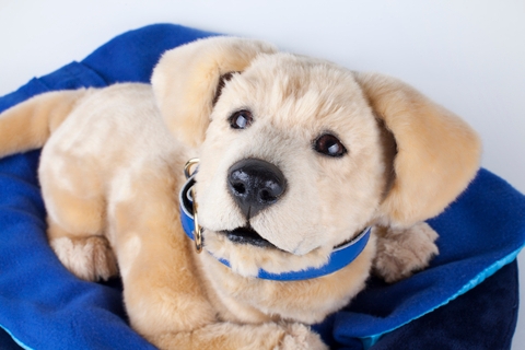 Robotic Pet Company Tombot Secures $6.1M Series A Funding to Support Groundbreaking Health and Senior Care Product Line