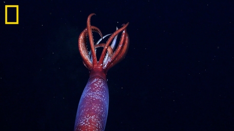 Extraordinary Discovery: First-Ever Sighting of Live, Massive Antarctic Squid Caught on Camera