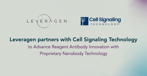 Leveragen Partners with Cell Signaling Technology to Advance Reagent Antibody Innovation with Proprietary Nanobody Technology